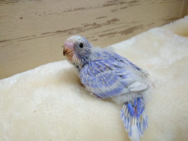 久々のバイオレットカラー　セキセイインコ　スパングルです☆