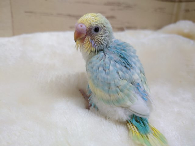甘え上手なちびっコさん☆　セキセイインコ　パステルレインボースパングル～～