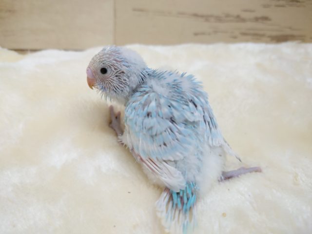 ジッとしていられないんです！！　セキセイインコ　スパングル～～