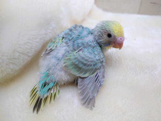 わたわた感がたまりませんねぇ～～　セキセイインコ　レインボー☆
