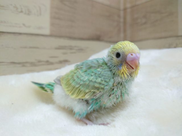目の輝きと羽根のツヤがとてもｷﾚｲ☆　セキセイインコ　　パステルカラーレインボー