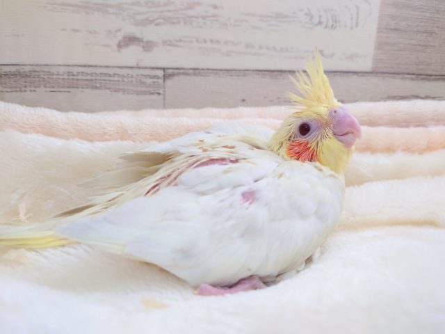 お探しですか？？　可愛いオカメ☆　オカメインコ　ルチノーです！　2021　１２月２５日
