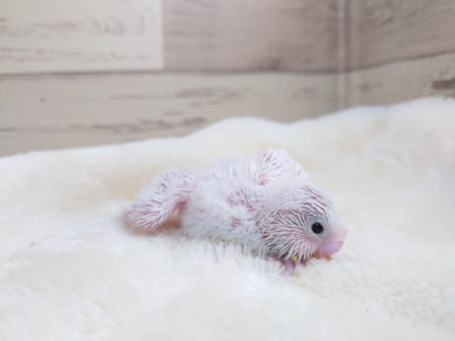 綿毛も羽根も真っ白さん♪　美白でｺﾞｻﾞｲﾏｽー　セキセイインコ　ダブルファクター