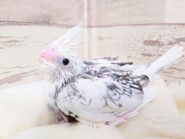 ムッチリとした笑顔がたまりません！　オカメインコ　ホワイトフェイスパールパイド　2021　１２月３０日