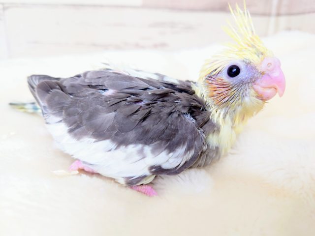 まんまる背中が可愛いですねっ　オカメインコ　パイド☆　2021　１２月３０日