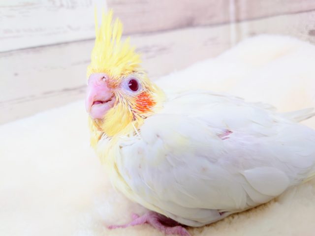 甘ったれさん♬　真っ赤な瞳のオカメインコーー2021　１２月３０日