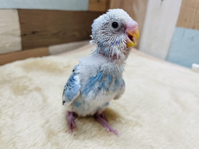 ごはんが大好きなヒナさん☆セキセイインコのパイドカラー！