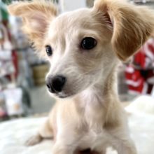 MIX犬（チワワ×ダックス）（クリーム&ホワイト）　2021年7月29日生まれ　男の子