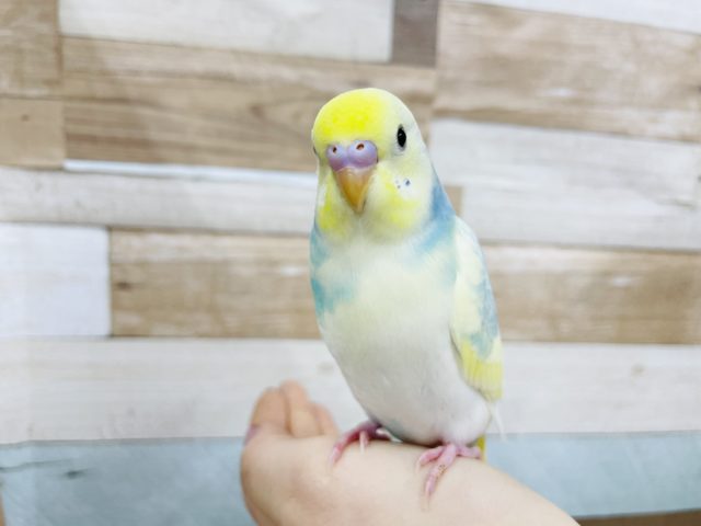 超ホヤホヤ最新画像✨元気いっぱい☆セキセイインコのパステルレインボーパイドカラー！