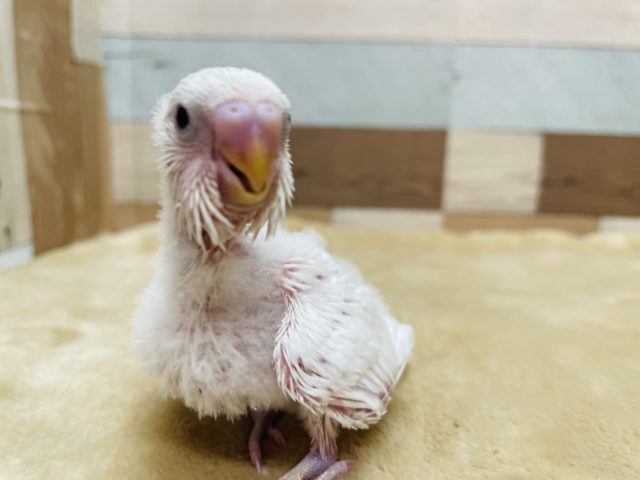 真っ白天使さん☆セキセイインコのダブルファクター！