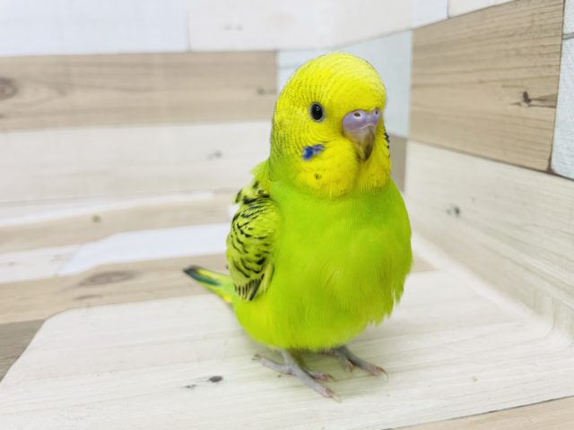 ビビりだけど可愛い♡セキセイインコ(オパーリン)
