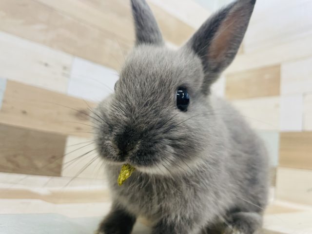 食いしん坊のぷりぷり♥ネザーランドドワーフ(ブルー)