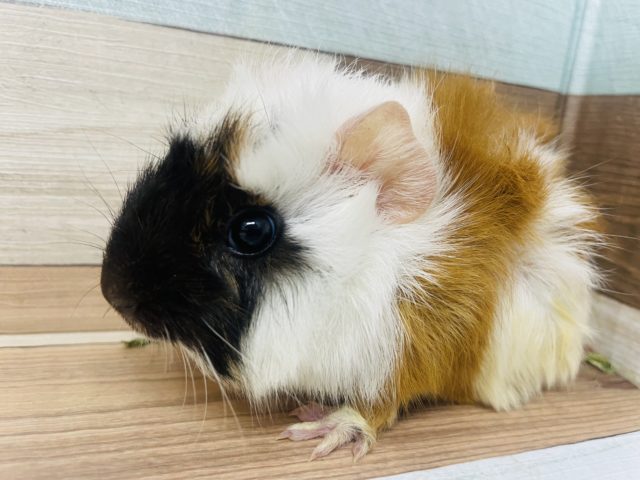 推してます。。。可愛い可愛いアビシニアンモルモット！！