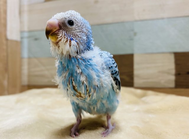 まだまだヒナちゃん！セキセイインコオパーリンやってきました！！