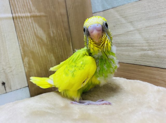 ビタミンカラー⭐︎鮮やかなカラーのセキセイインコ！