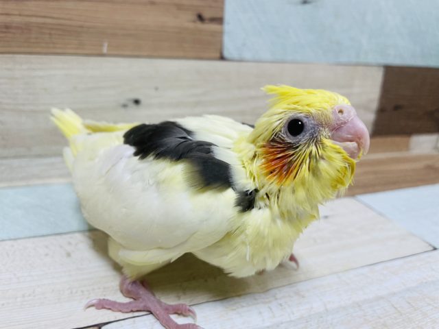 甘えん坊さんになる予感♡ オカメインコ　パイド