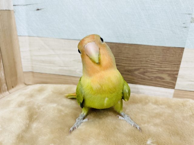 馴れてないじゃん…と見せかけて♥コザクラインコ(オパーリン)
