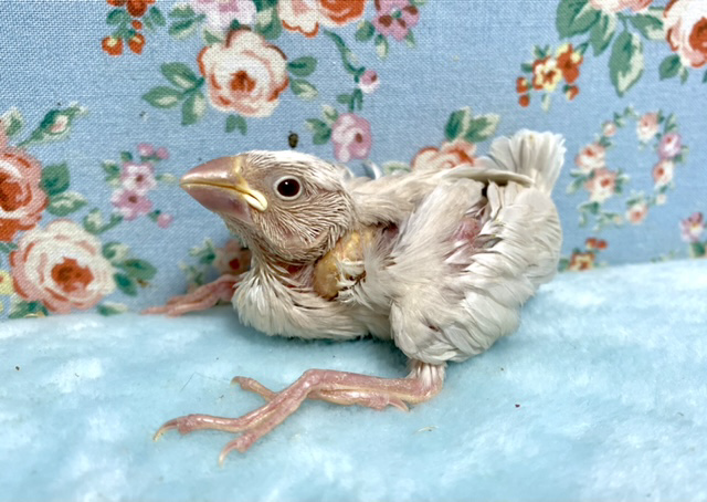 シルバーイノ文鳥 入舎しました！ 12/28