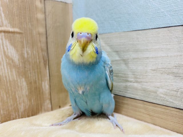 人気カラー♡ドヤ顔が得意？セキセイインコレインボー