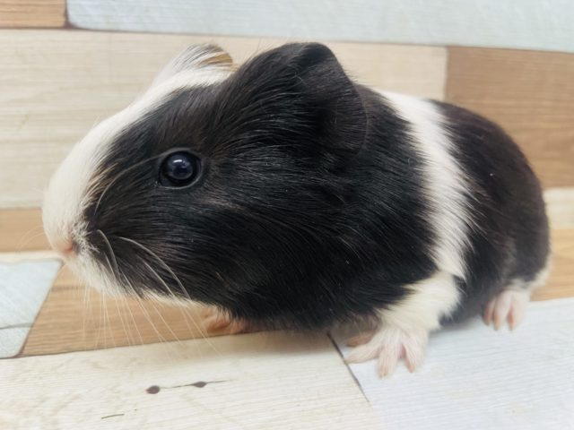 左右でガラッと変わります！モルモット　イングリッシュ