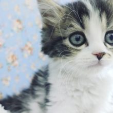 可愛すぎてごめんなさい♡スコティッシュフォールドくん(ブラウンタビー＆ホワイト)