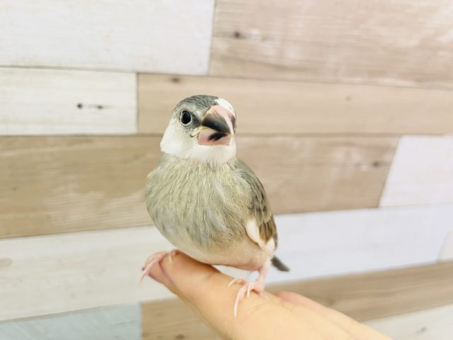 元気いっぱい☆ブンブン桜文鳥ヒナ〜！！