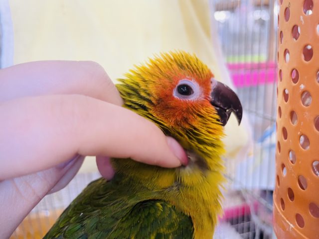 超ホヤホヤ最新画像✨何でそんなに可愛いの…コガネメキシコインコヒナ！