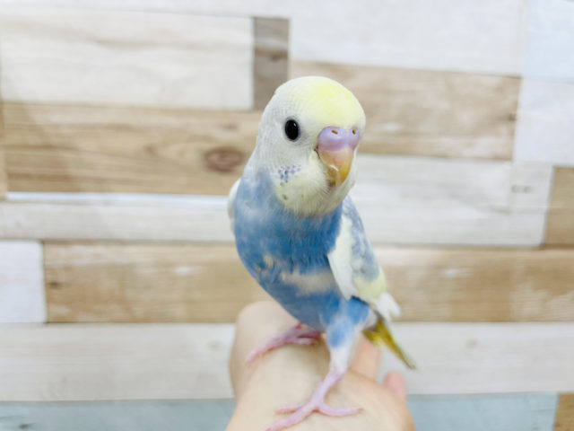 超ホヤホヤ最新画像✨綺麗なセキセイインコ♪パステルレインボーパイドやって来ました〜