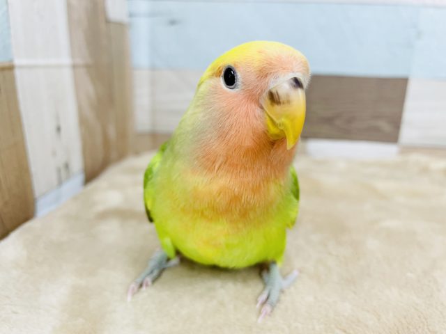超ホヤホヤ最新画像♪ヒナエサ卒業✨鮮やかなカラーのコザクラインコ(タイガーチェリー)