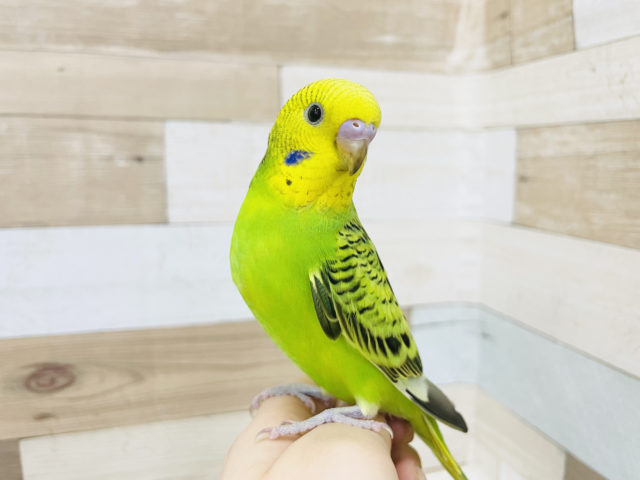 嫌がるくせにぃ〜！！セキセイインコ(オパーリン)