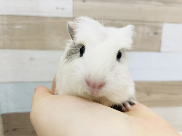 ベリーキュート♥️クレステッドモルモットくん(ホワイト＆グレー)