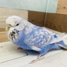 実はデレデレさん！？ジャンボセキセイインコ♪