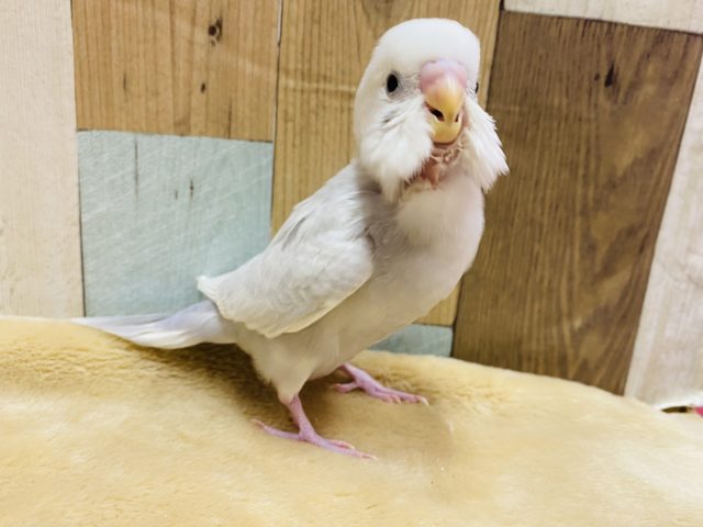 シックで上品なカラー♪セキセイインコライラックやってきました！