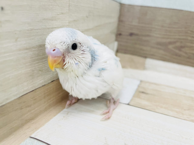 綺麗すぎますよ…セキセイインコヒナ！