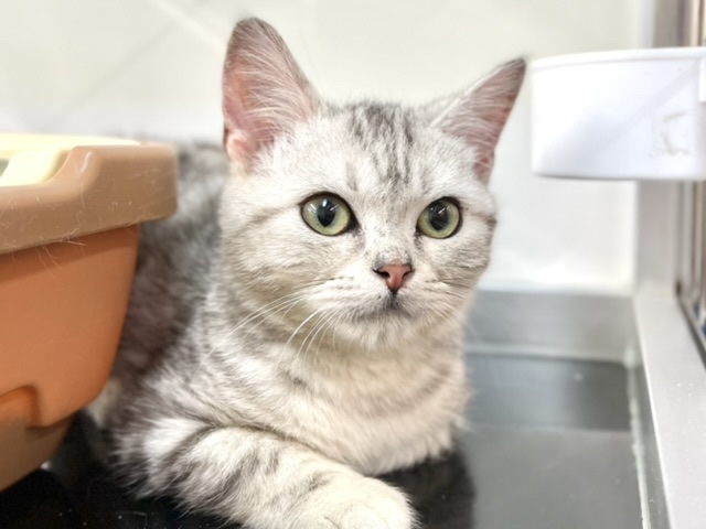 アメリカンショートヘアー（シルバータビー）　2021年10月10日生まれ　男の子