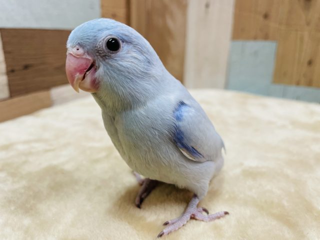 馴れる予感の男の子☆マメルリハインコのアメリカンホワイトカラー！