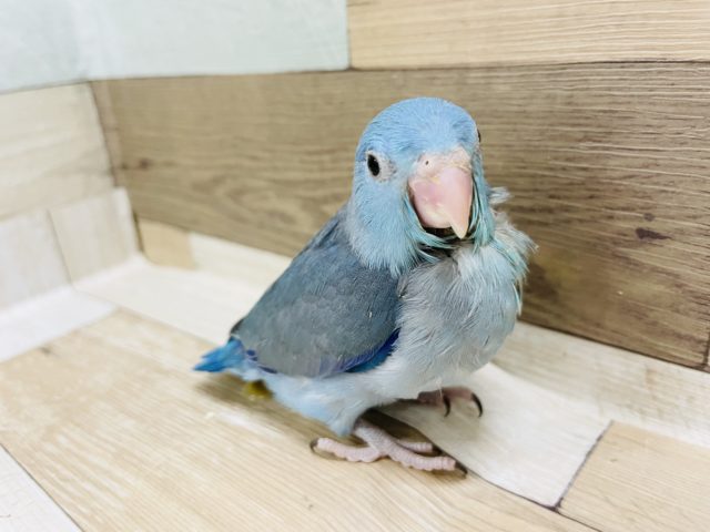 可愛いちびっ子ボーイ♥マメルリハヒナ(ブルー)