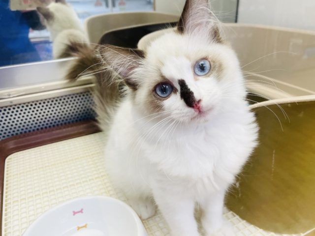 お鼻の模様が特徴的！美人のラグドールいるよ！