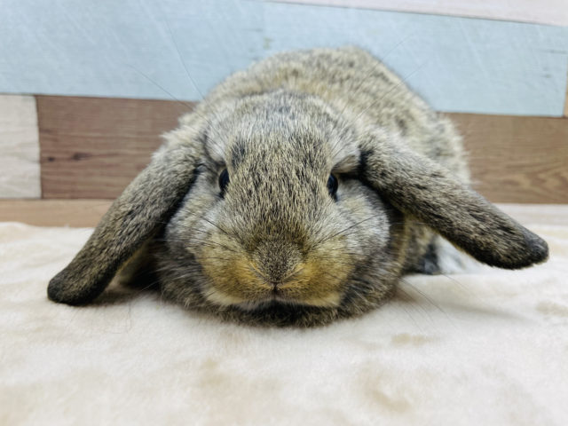 むちむちボディでキュートなお顔☆ロップイヤーラビットのチェスナットカラー！