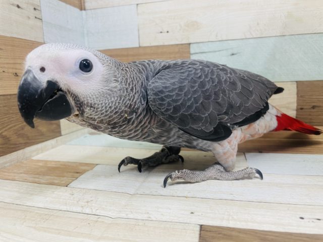 とても賢いコ！ヨウムくん！！☆