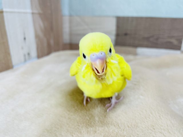 突進するヒヨコ！？セキセイインコヒナ(ダブルファクター)