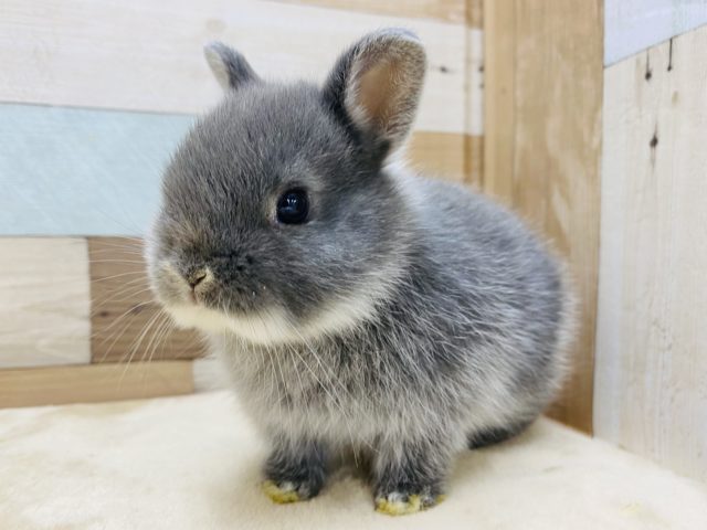 丸っこい可愛さ♡ネザーランドドワーフブルーマーチンやってきました〜