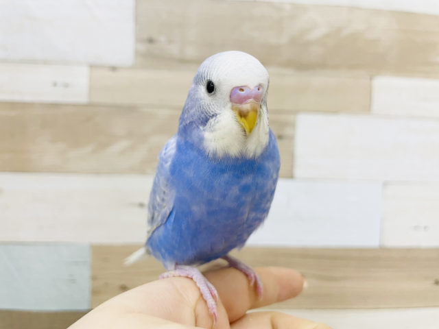 晴天のような綺麗さ✨セキセイインコ(スパングル)