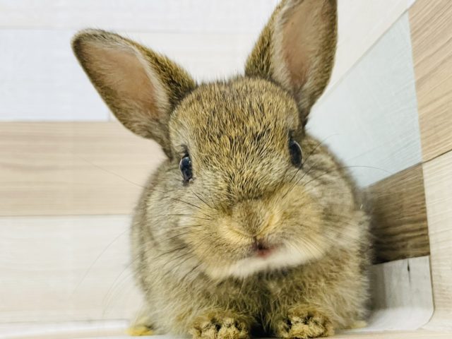 可愛いんだよなぁ〜♥ネザーランドドワーフ(チェスナット)