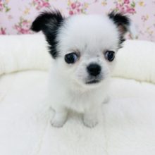 ギャップの宝石箱♥️激かわチワワちゃん(ホワイト＆ブラック)