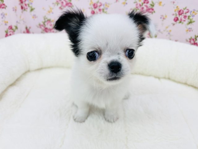 ギャップの宝石箱♥️激かわチワワちゃん(ホワイト＆ブラック)