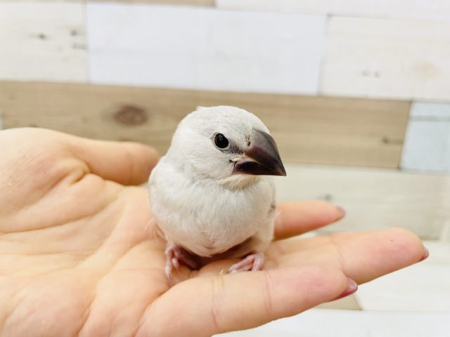超ホヤホヤ最新画像♪ちっちゃな大食い★シルバー文鳥ヒナ！