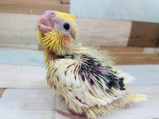 ご飯大好き！！♡ オカメインコ パイド！