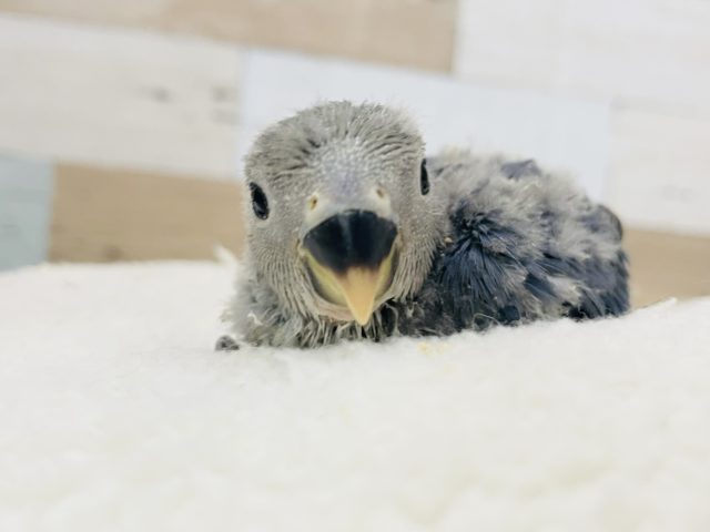 可愛さ罪です！！コザクラインコヒナ(バイオレットファクター)