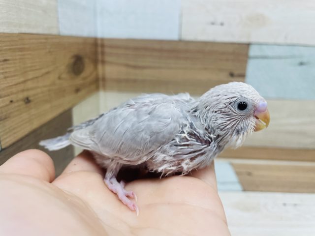 人気な鳥さん〜落ち着きのある ライラック モウブ